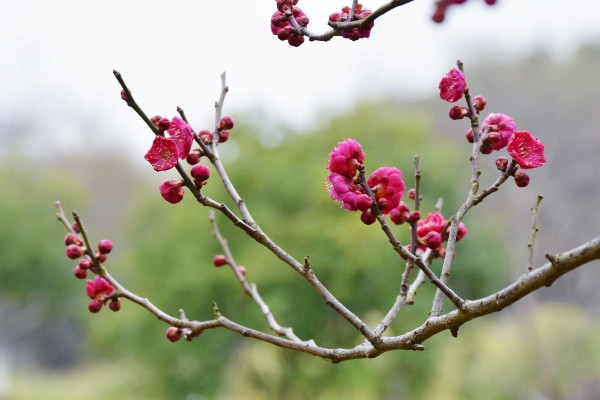 腊梅与梅花的区别，花期/花型/株型/香味不同