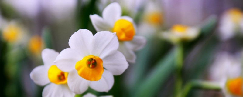 水仙花叶子发黄怎么办