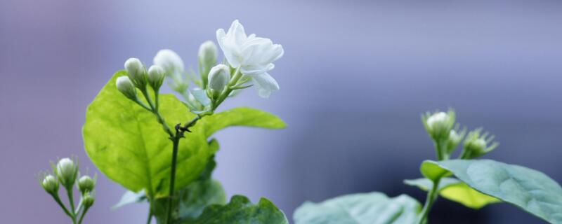 茉莉开花时可以浇水吗