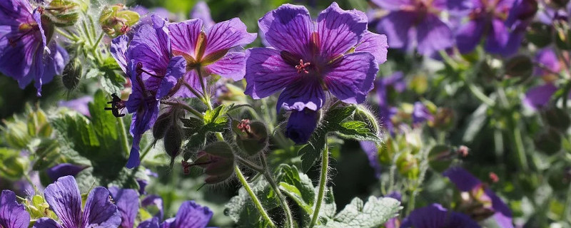 天竺葵移栽季节