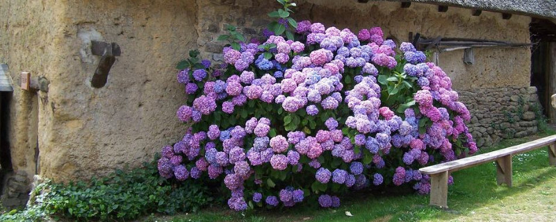 绣球花秋冬季节怎么养护