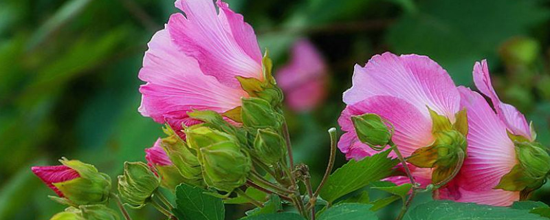 芙蓉花用往花骨朵上浇水吗