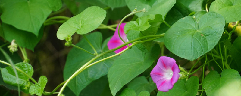 牵牛花移栽多久可以缓苗