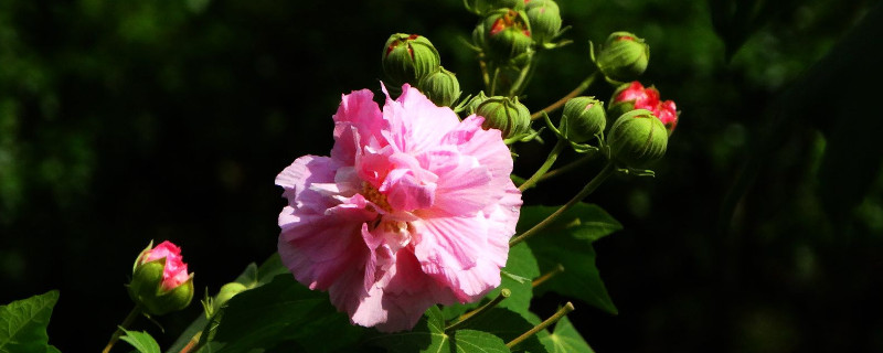 芙蓉花秋天上肥吗