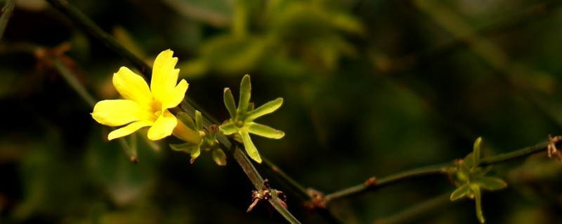 迎春花与杜鹃花的对比