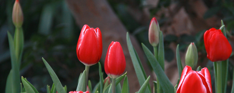 郁金香春节开花吗