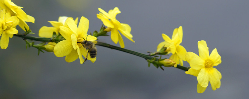 迎春花根怎么养殖方法