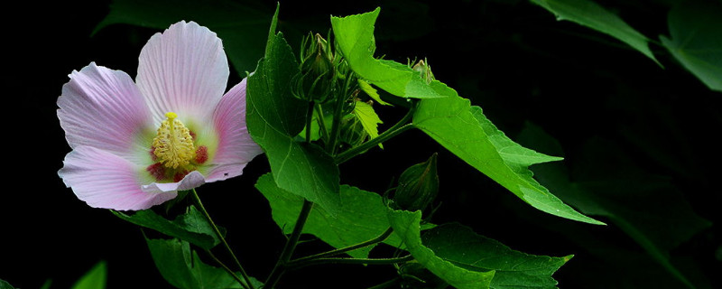 盆栽木芙蓉多高打顶