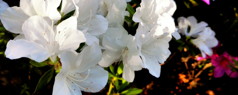 杜鹃花是宿根花卉吗