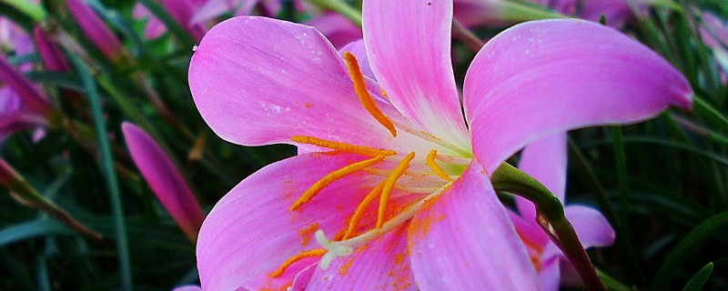 百合花长花苞后应该多浇水吗