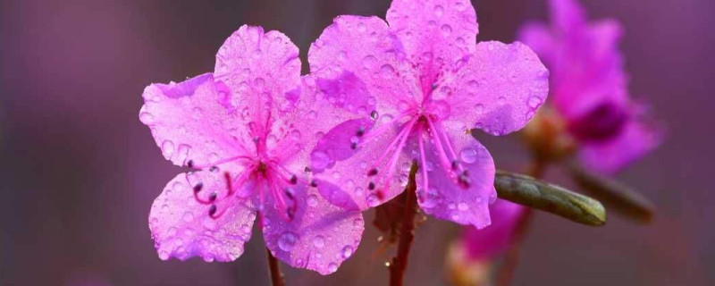 杜鹃花花期怎么浇水