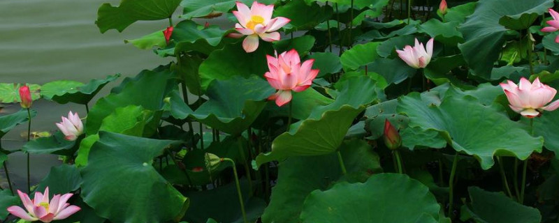 西湖荷花什么时候开花