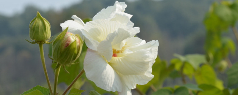 芙蓉花的叶子怎么栽呢