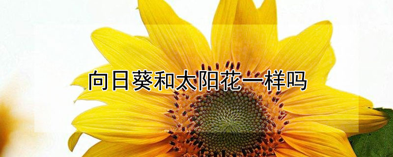 向日葵和太阳花一样吗