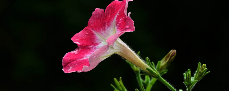 牵牛花花粉会过敏吗