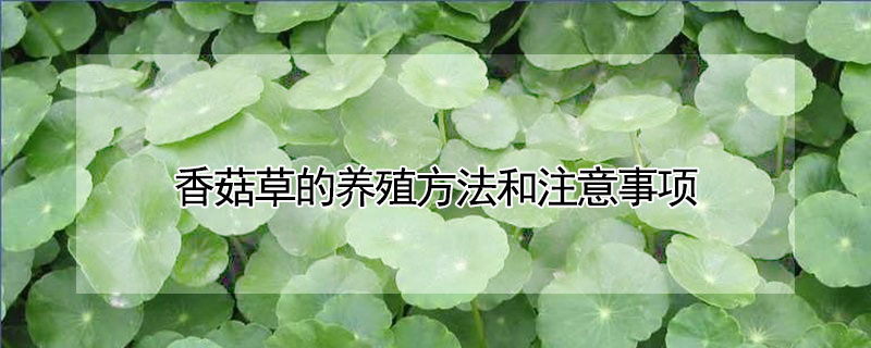 香菇草的养殖方法和注意事项