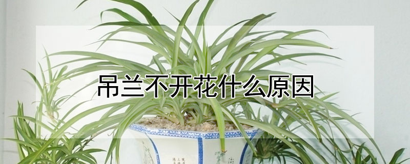 吊兰不开花什么原因