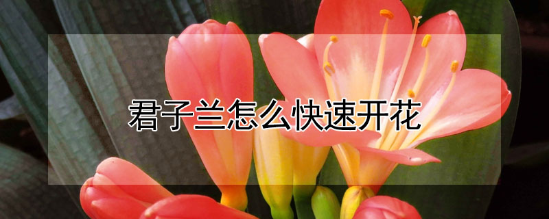 君子兰怎么快速开花