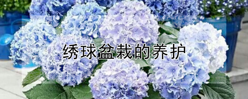 绣球盆栽的养护