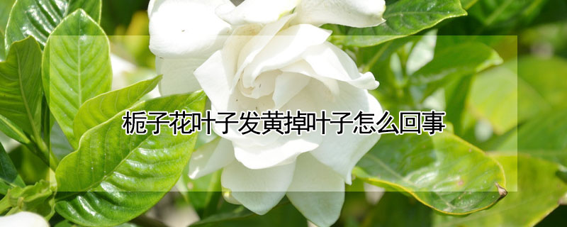 栀子花叶子发黄掉叶子怎么回事