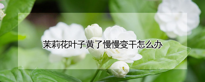 茉莉花叶子黄了慢慢变干怎么办