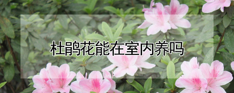 杜鹃花能在室内养吗