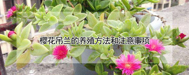 樱花吊兰的养殖方法和注意事项