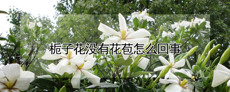 栀子花没有花苞怎么回事