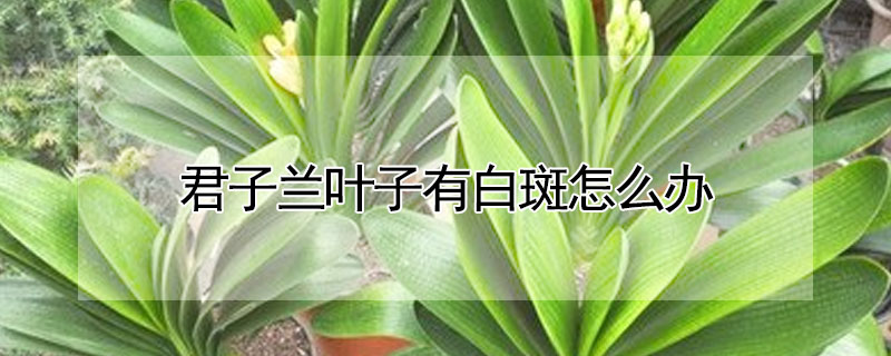 君子兰叶子有白斑怎么办