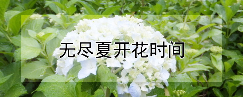 无尽夏开花时间