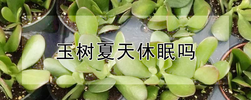 玉树夏天休眠吗