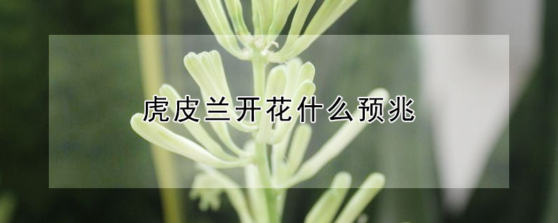 虎皮兰开花什么预兆