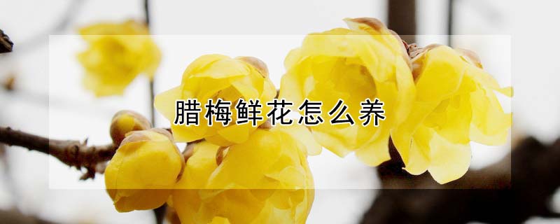 腊梅鲜花怎么养