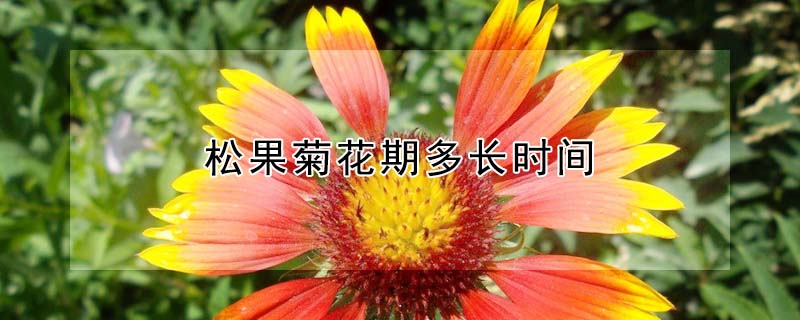 松果菊花期多长时间