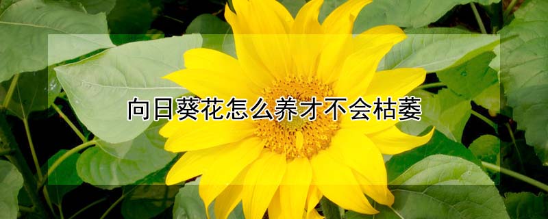 向日葵花怎么养才不会枯萎