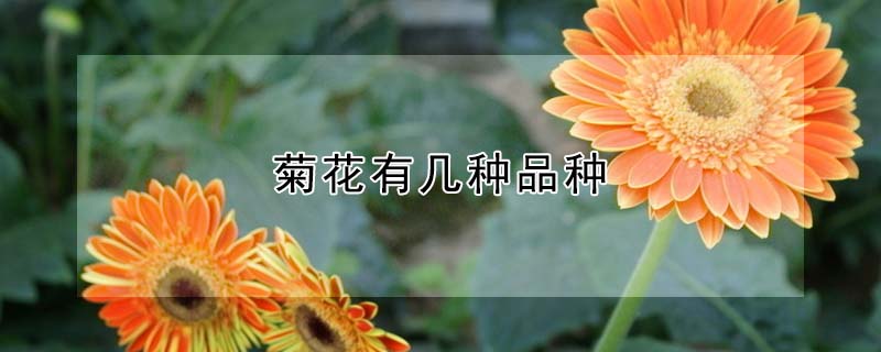 菊花有几种品种