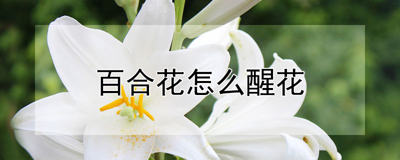 百合花怎么醒花