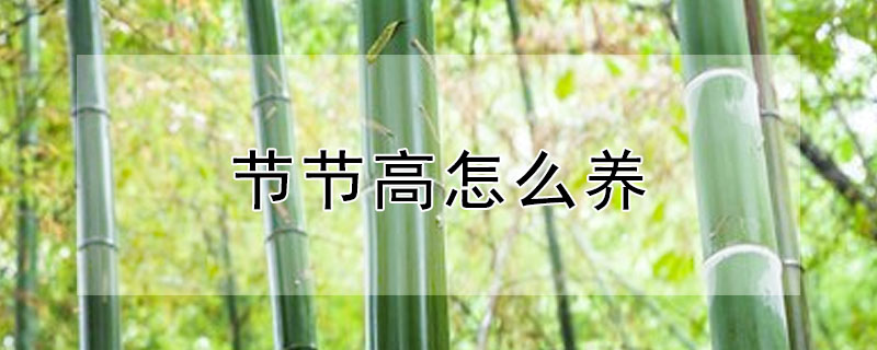 节节高怎么养