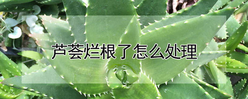 芦荟烂根了怎么处理