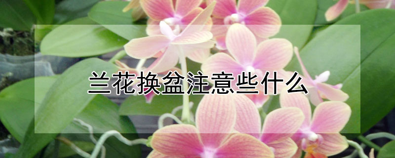 兰花换盆注意些什么