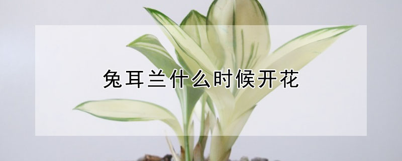 兔耳兰什么时候开花