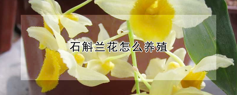 石斛兰花怎么养殖