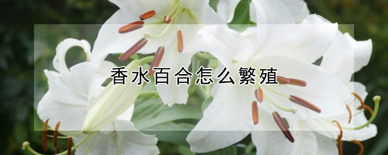 香水百合怎么繁殖