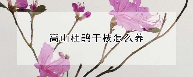 高山杜鹃干枝怎么养