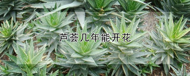 芦荟几年能开花