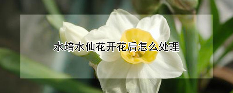 水培水仙花开花后怎么处理