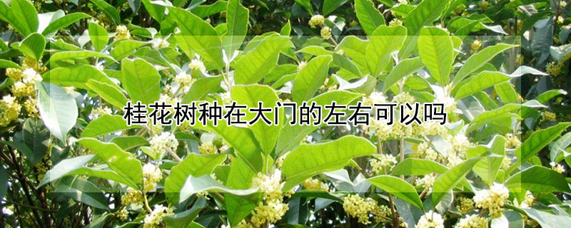 桂花树种在大门的左右可以吗