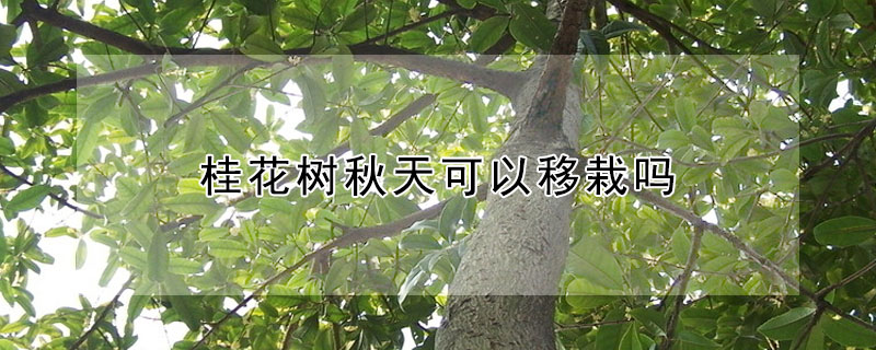 桂花树秋天可以移栽吗