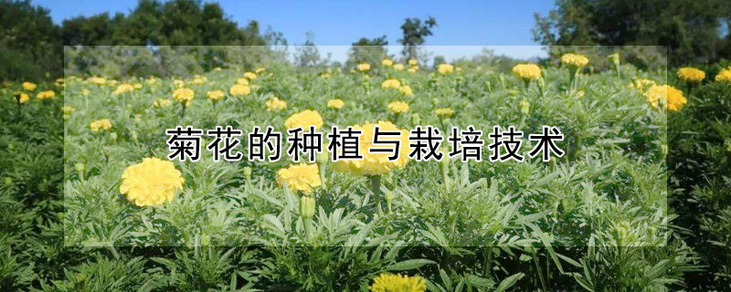 菊花的种植与栽培技术