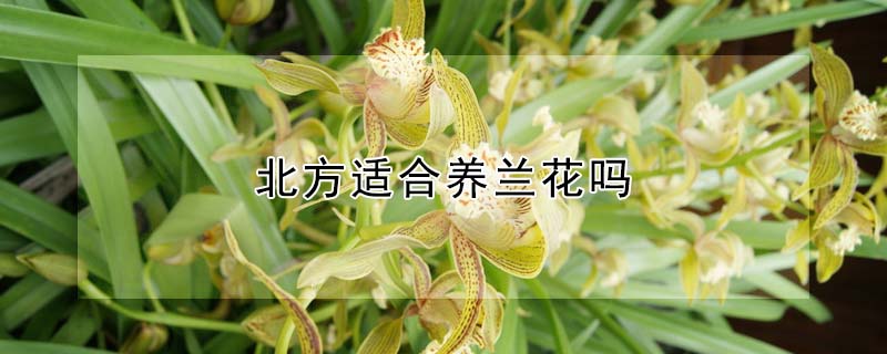 北方适合养兰花吗